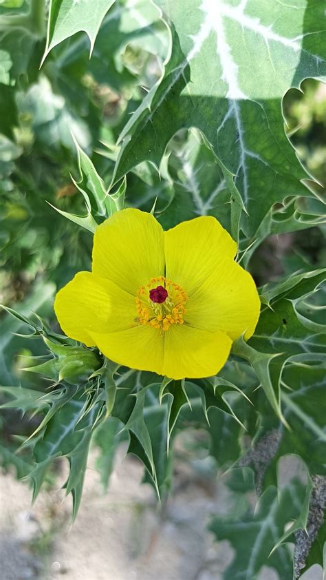 Flower Mexican Prickly Poppy - Free photo on Pixabay - Pixabay