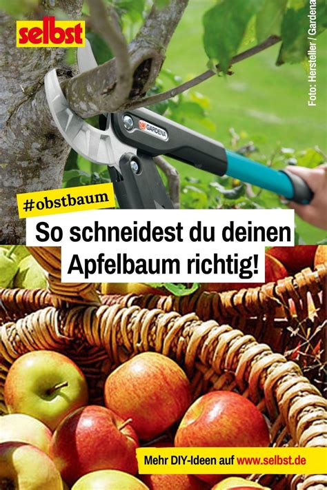 Apfelbaum Schneiden Apfelb Ume Schneiden Apfelbaum Obstb Ume