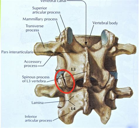 MSK Week 1 Lumbar Flashcards Quizlet