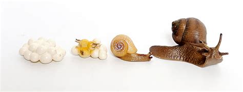 Life Cycle Of A Snail Miniature Model Sg