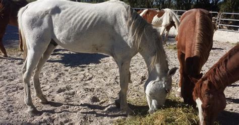 Ten Neglected Horses Rescued By South Florida Spca Cbs Miami