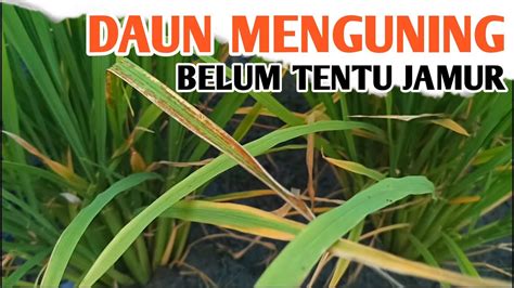 Cara Mengenali Dan Mengatasi Daun Padi Menguning Youtube