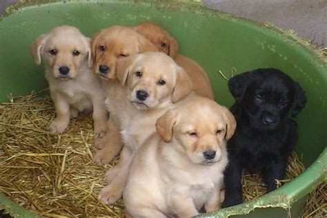 Golden Labrador (Golden Retriever x Lab) Info, Temperament, Puppies ...