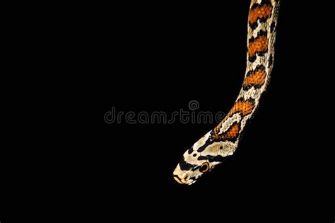 Serpiente Aislada En Fondo Negro Imagen De Archivo Imagen De Negro