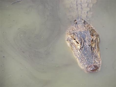 North Carolina considers alligator hunting season: Outdoors Oddities - syracuse.com