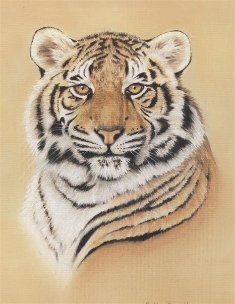 Tiger Drawing Images at GetDrawings | Free download