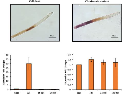 Analysis Of Spatiotemporal Expression Patterns Of Cellulase Left