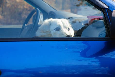 Cane Dimenticato Nel Bagagliaio Muore Nel Bolognese