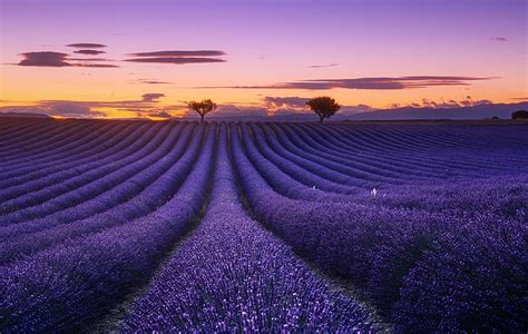 Flores Lavanda Campo Naturaleza Flor Morada Verano Puesta De Sol