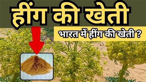 हींग की खेती Hing Farming In India हींग कैसे बनता है Asafoetida