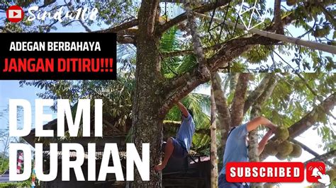 Mencoba Durian Sumatera Batumarta Oku Timur YouTube