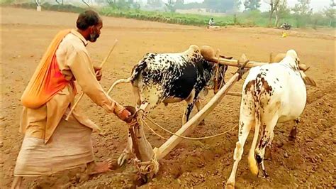 Old Method Of Wheat Sowing With Desi Tools And Equipments Wheat