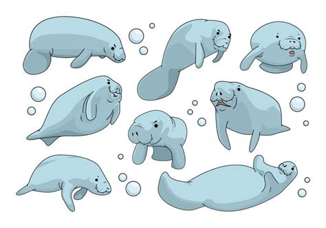 Manatee Vector Art, Icons, and Graphics for Free Download