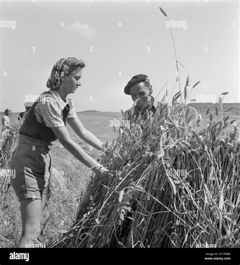 Soldiers Working on the Land- Helping With the Harvest, UK, July 1945 A ...