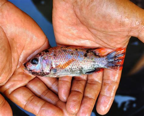 Selección De Semillas De Peces Oreochromis Niloticus O Tilapia En Estanques De Peces