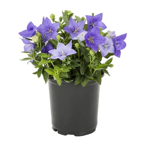 Expert Gardener Qt Multicolor Platycodon Live Plants With Grower Pot