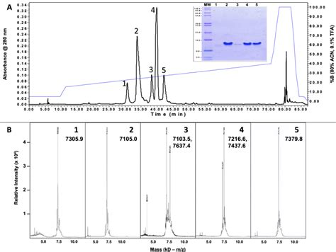 RP HPLC Purification And Mass Determination By MALDI TOF MS Of C S