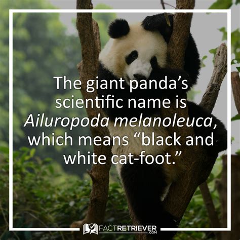 Four giant panda facts – Artofit