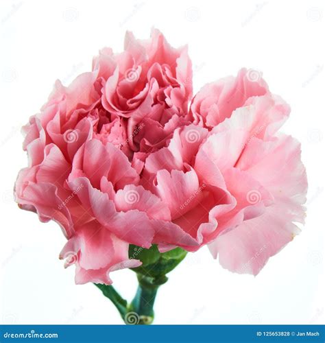 Beautiful Pink Carnation Flower with Stem Stock Photo - Image of plant ...