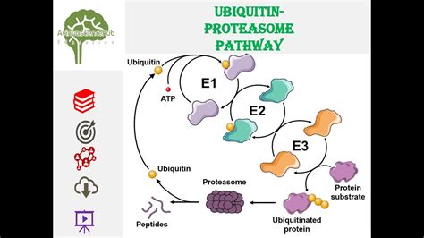 Ubiquitin Proteasome Pathway Biology Education Science Neet