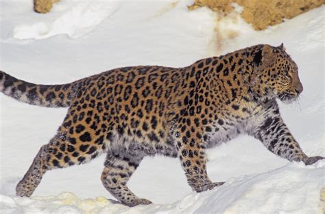 Amur Leopard Facts