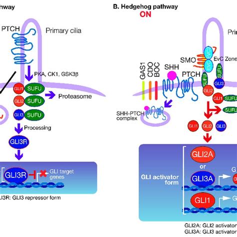 PDF Roles Of The Hedgehog Signaling Pathway In Epidermal And Hair