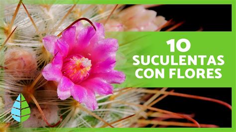 Plantas Suculentas Con Flores F Ciles De Cuidar Youtube