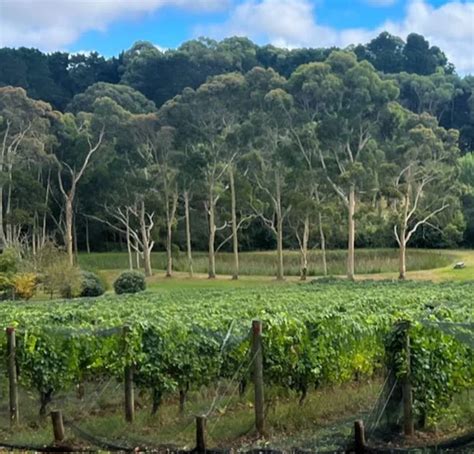 Winery Tours Mornington Peninsula