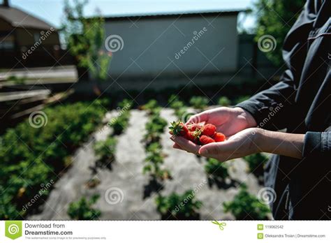 Strawberry Holding In Girl Female Woman Hands Picking Harvesting