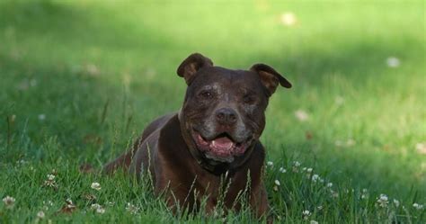 Black Pitbull: A Guide to the Popular Dog Breed | Animal Vised