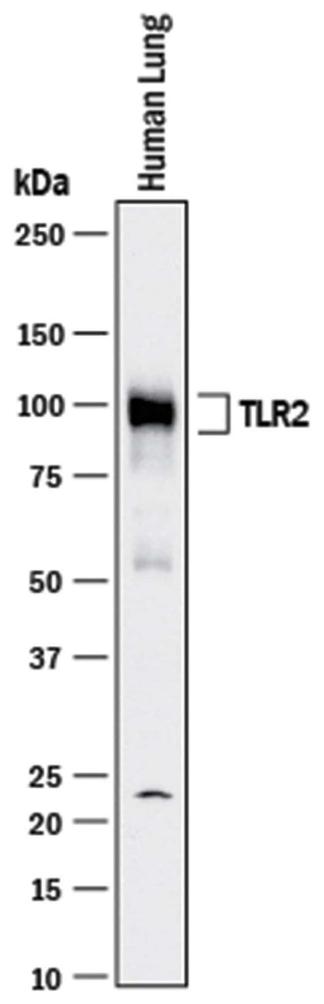 Human TLR2 Antibody R D Systems 100μg Unlabeled Fisher Scientific