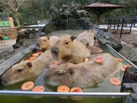 埼玉県こども動物自然公園『カピバラ温泉』｜2019 2020