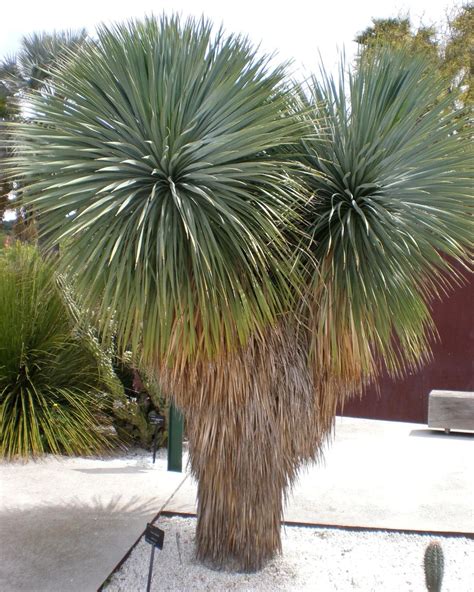 Iuca De Bico Yucca Rostrata Jardineiro Net