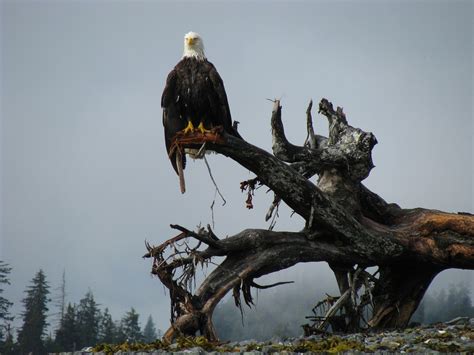 Bald Eagle Alaska Bird - Free photo on Pixabay - Pixabay