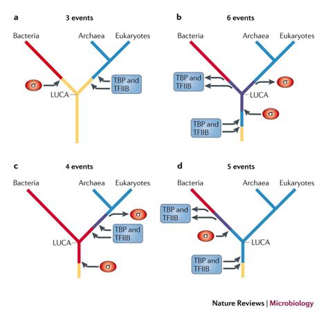 Emergence Of Transcription Initiation Factors In The Three Domains Of