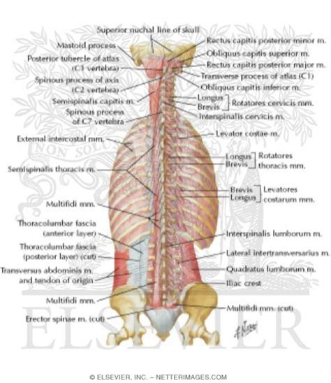 Muscles Of Back Deep Layers Transversospinal Interspinal