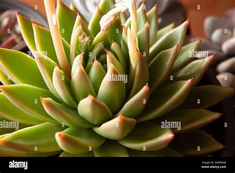 Thick Leaves Succulents Hi Res Stock Photography And Images Alamy