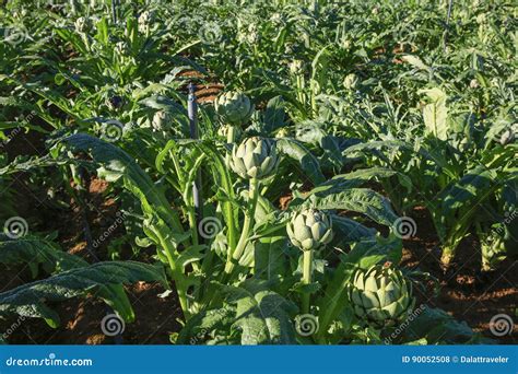 Field Of Artichokes Plant Grow Stock Photo Image Of Leaf Nutrition