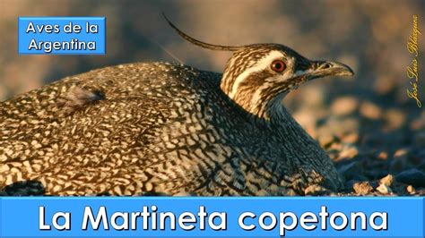 Martineta Copetona Elegant Crested Tinamou Eudromia Elegans Aves