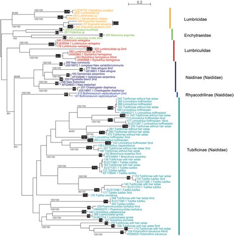 Maximum Likelihood Phylogenetic Tree Based On Coi Gene Sequences The