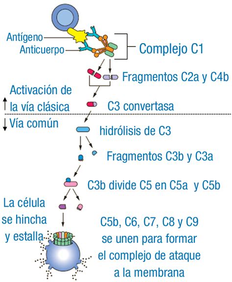 Fijaci N Del Complemento