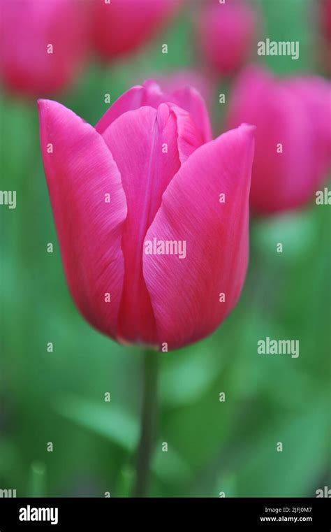 Pink Triumph Tulips Tulipa Pink Ardour Bloom In A Garden In March