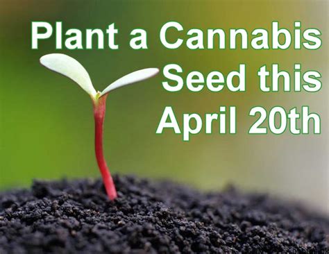 Plant a Cannabis Seed this April 20th