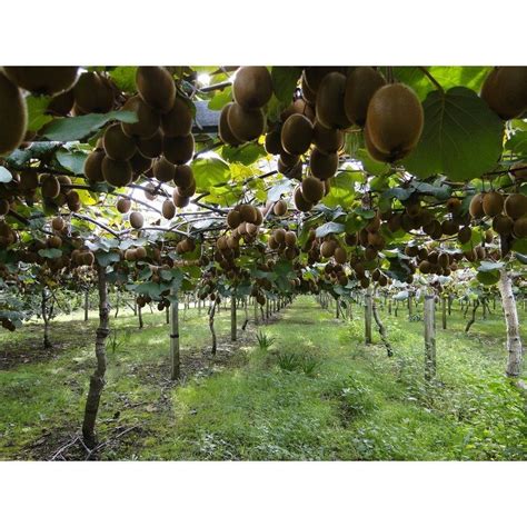 Actinidia Deliciosa Jenny Kiwiplant Biologisch Teeninga Palmen