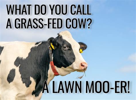 25 Cow Jokes Thatll Lighten Your Moo D Readers Digest Canada