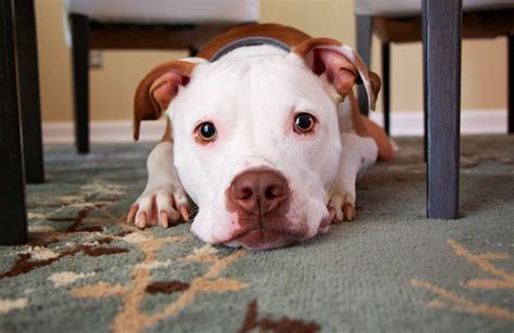 What To Know Before Adopting a Pit Bull - Pit Bull Dog Breed Articles