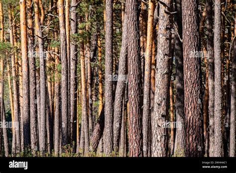 Bosque De Pino Silvestre Pinus Sylvestris Navaleno Soria Comunidad