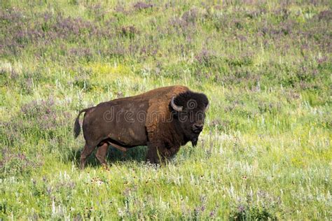 Bison Heard At Black Hills South Dakota Stock Image Image Of Bison