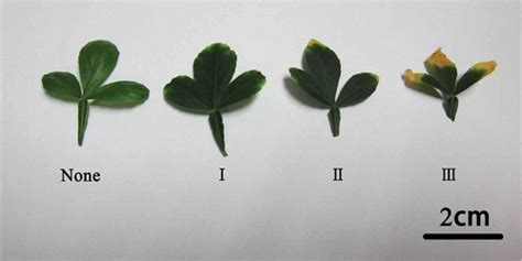 Full Article Relationship Between Leaf Chlorosis And Different Boron