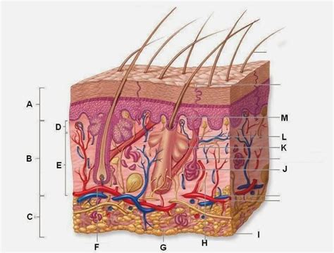 Functions Layers Of Skin Diagram Quizlet